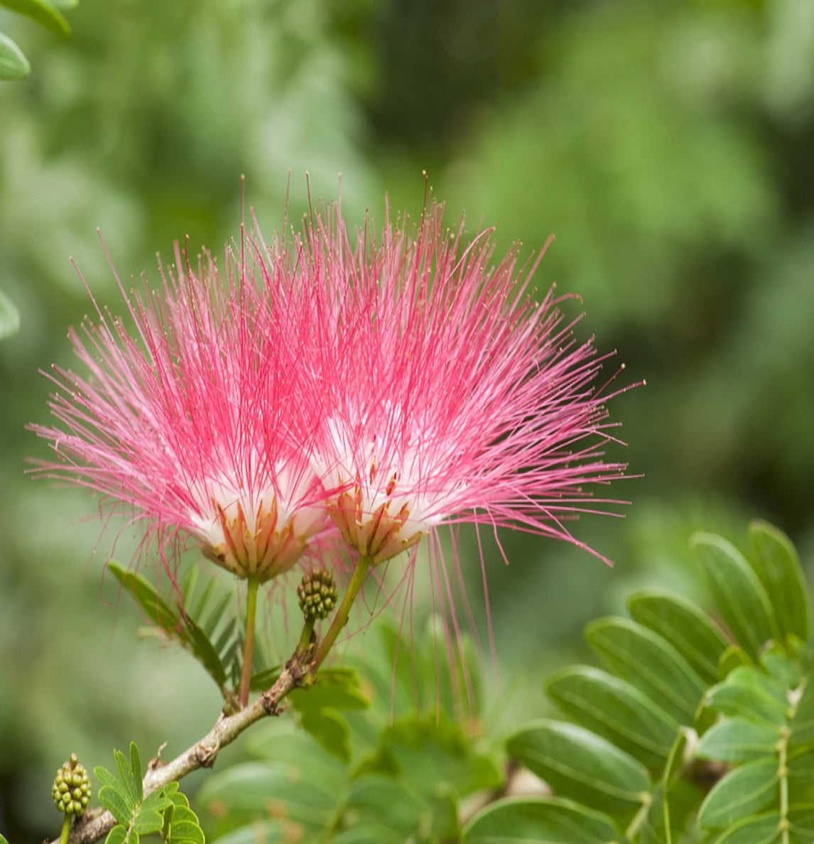 Seedeo® Brasilianischer Regenbaum Samanea Saman 15 Samen