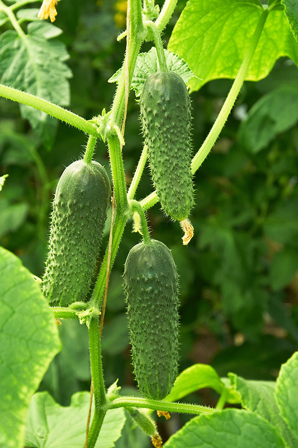 Seedeo® Einlegegurke Vert Petit de Paris ( Cucumis sativus L.) 30 Samen BIO