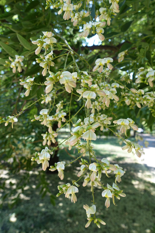 Seedeo® Japanische Schnurbaum (Sophora japonica) ca. 50 cm