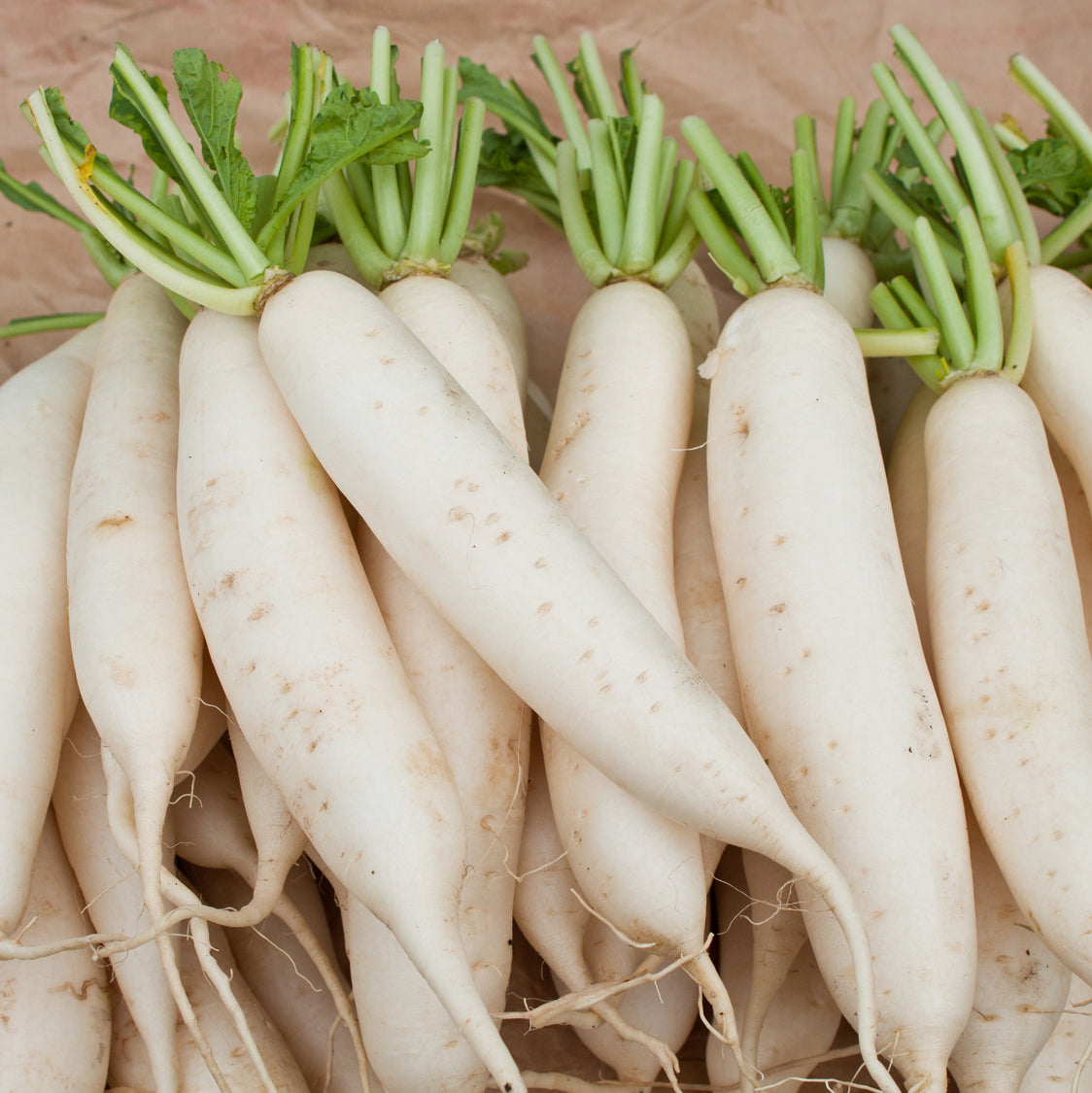Seedeo® Radieschen Eiszapfen (Raphanus sativus L.var sativu) 100 Samen BIO