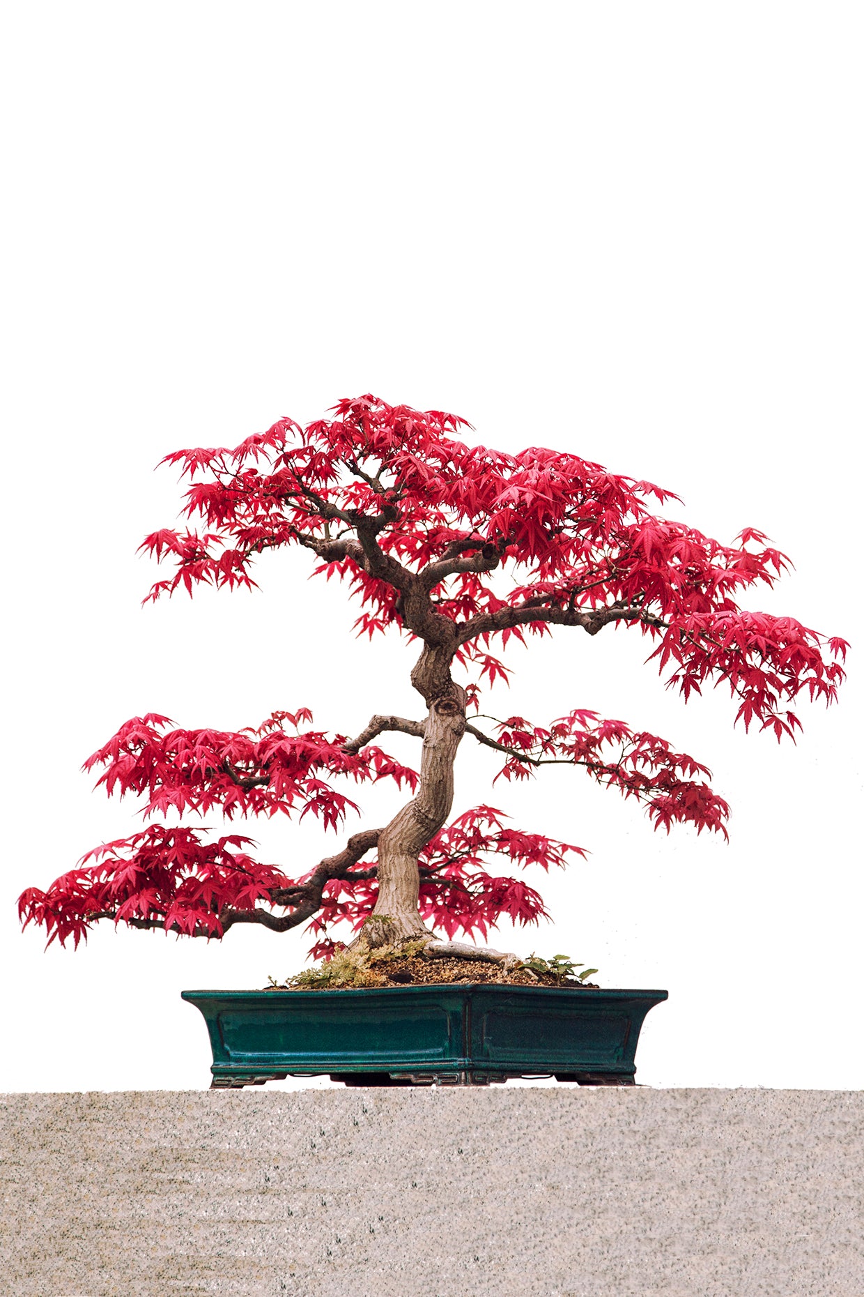 Seedeo® Roter Fächerahorn (Acer palmatum atropurpureum) Bonsai 20 Samen