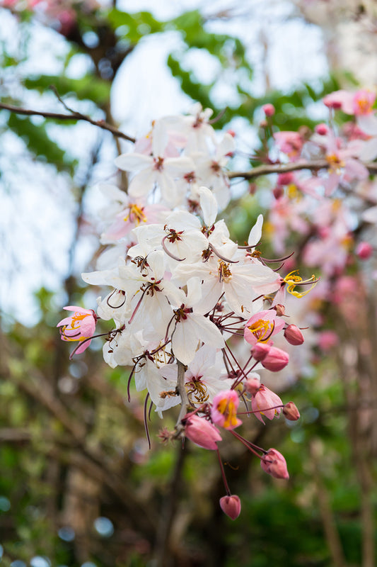 Seedeo® Apfelblüten Cassia Pink Shower Tree (Cassia javanica) 30 Samen