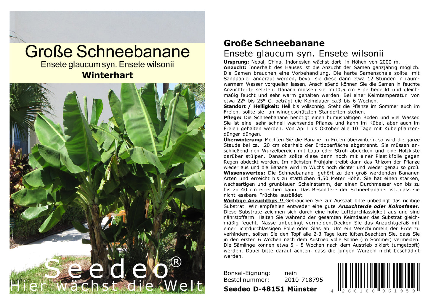 Seedeo® Große Schneebanane (Ensete glaucum syn. Ensete wilsonii) 10 Samen