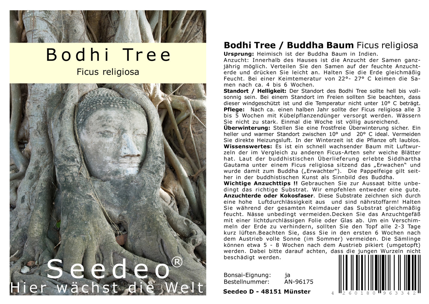 Seedeo® Bodhi Tree / Buddha Baum (Ficus religiosa) 100 Samen