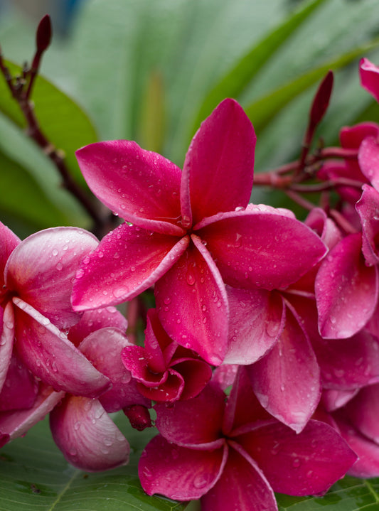 Seedeo® Frangipani (Plumeria Rubra) 7 Samen