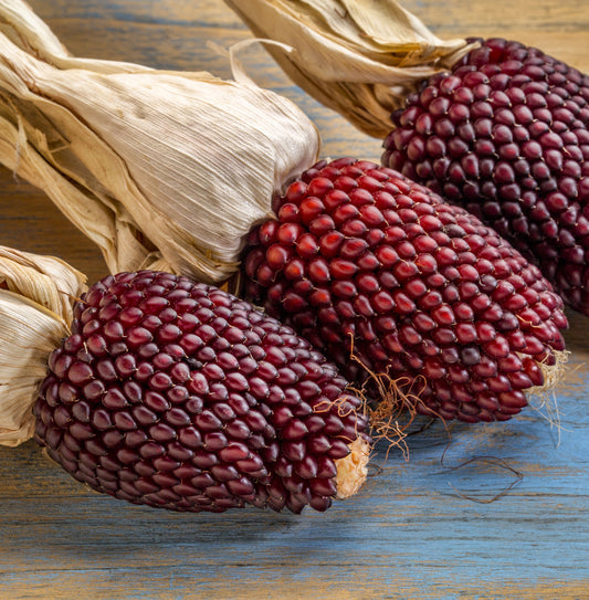 Seedeo® Erdbeermais, Popcornmais (Zea mays japonica) ca. 20 Samen BIO