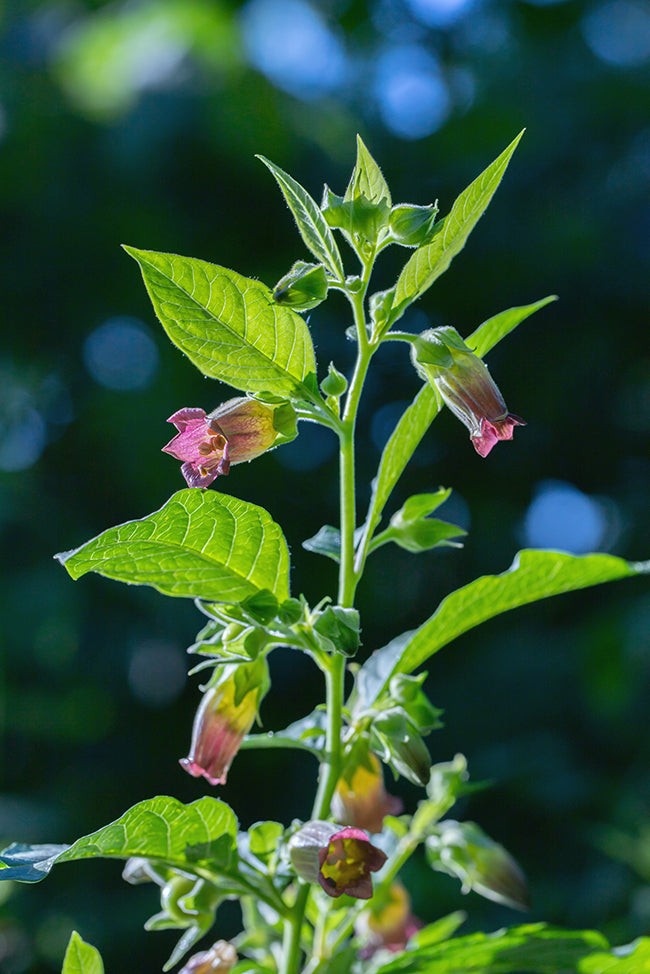 Seedeo® Tollkirsche (Atropa belladonna) 50 Samen