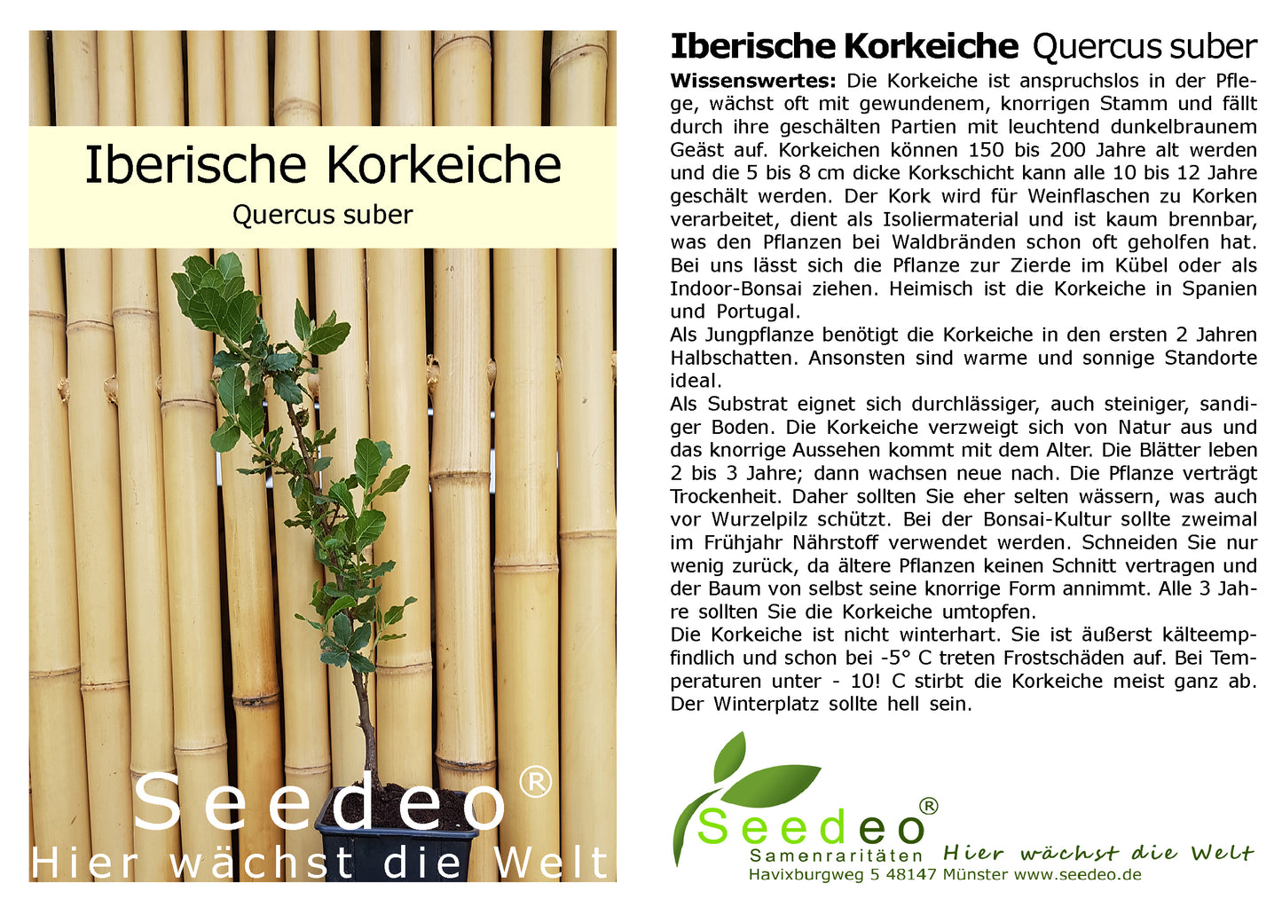 Seedeo® Iberische Korkeiche (Quercus suber) 1 Jungpflanze ca. 30 cm