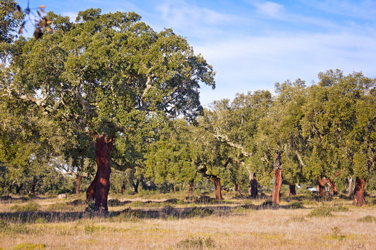 Seedeo® Iberische Korkeiche (Quercus suber) 1 Jungpflanze ca. 30 cm