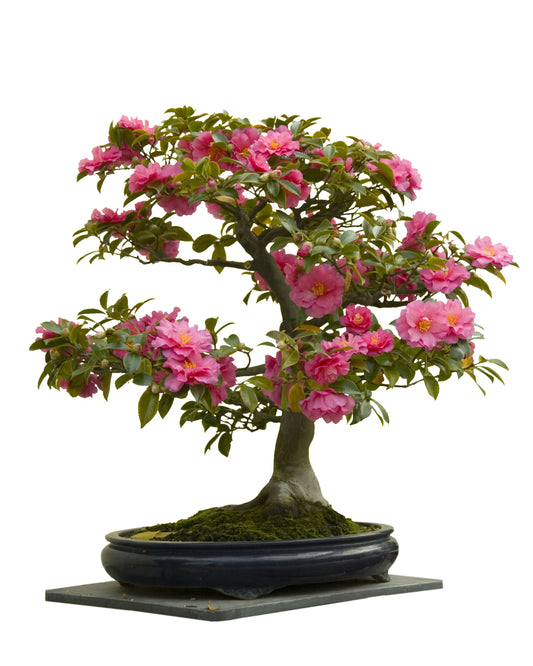 Seedeo® Japanische Kamelie (Camelia Japonica) Zimmer-Bonsai Rosablühend 8 Samen