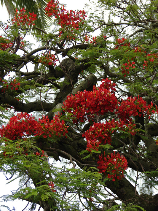 Seedeo® Flammenbaum/Flamboyant - (Delonix regia) 6 Samen