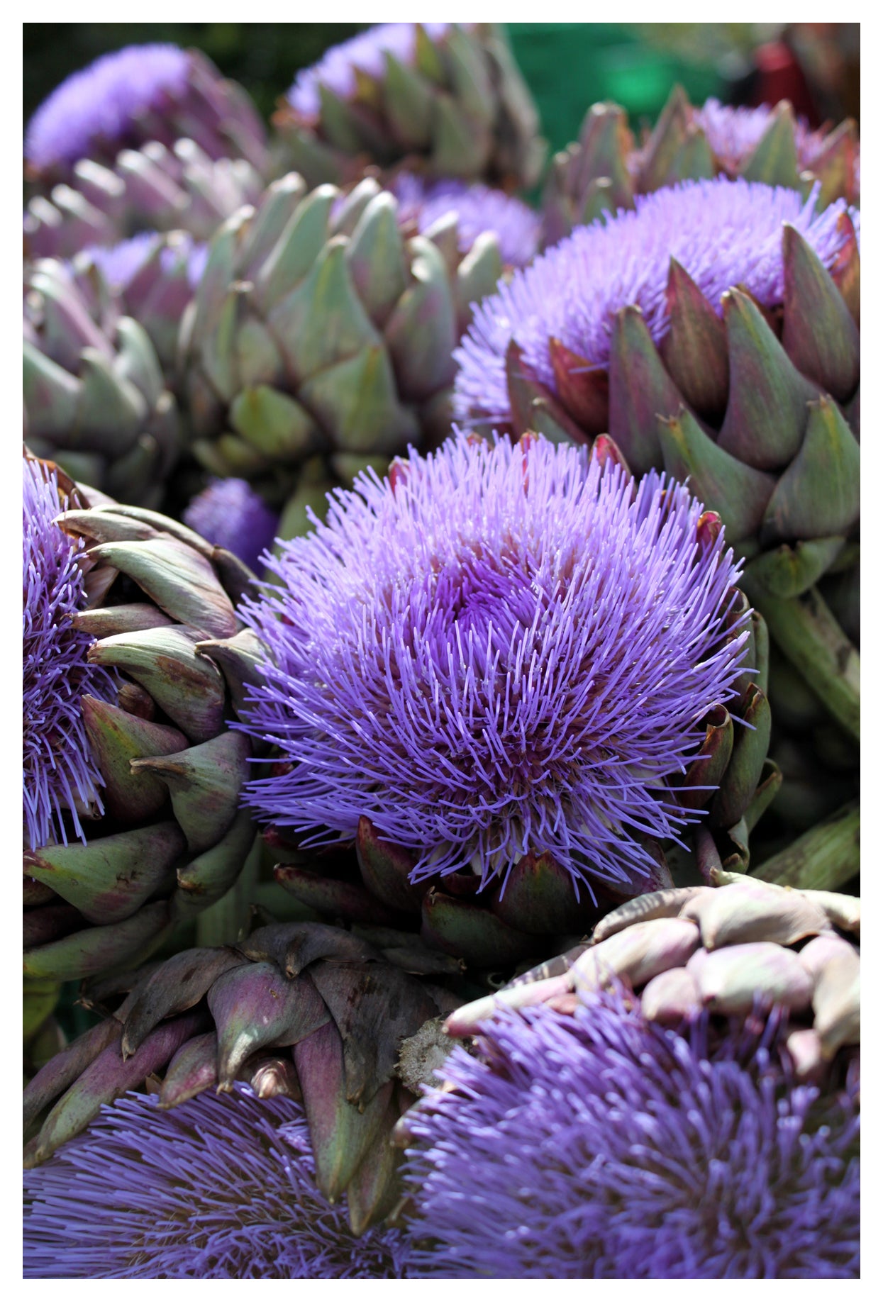 Seedeo® Artischocke (Cynara scolymus) 50 Samen