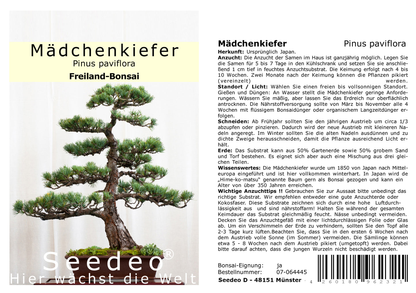 Seedeo® Mädchenkiefer (Pinus parviflora) Bonsai 15 Samen