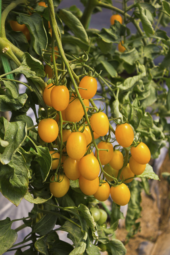 Seedeo® Tomate Dattelwein (Lycopersicum esculentum) 20 Samen BIO