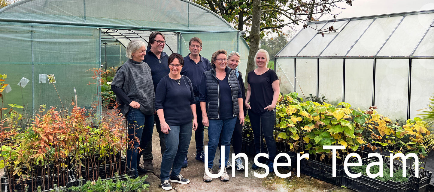 Seedeo® Sumpfzypresse Taxodium distichum Pflanze 2,5 Jahre alt