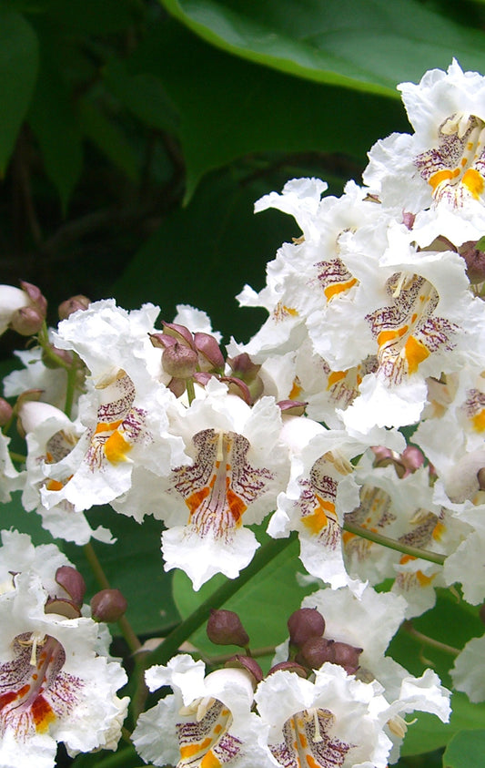 Seedeo® Trompetenbaum Catalpa bignonioides Pflanze ca. 50 cm hoch