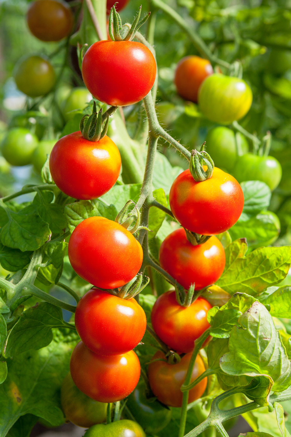 Seedeo® Tomate Hellfrucht (Lycopersicum L.) 35 Samen BIO
