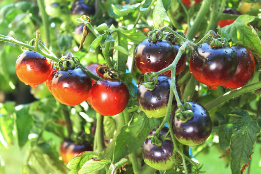 Seedeo® Tomate Indigo Apple (Lycopersicum L.) 20 Samen BIO