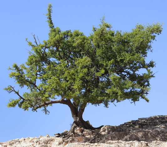 Seedeo® Arganbaum (Argania spinosa) 3 Samen