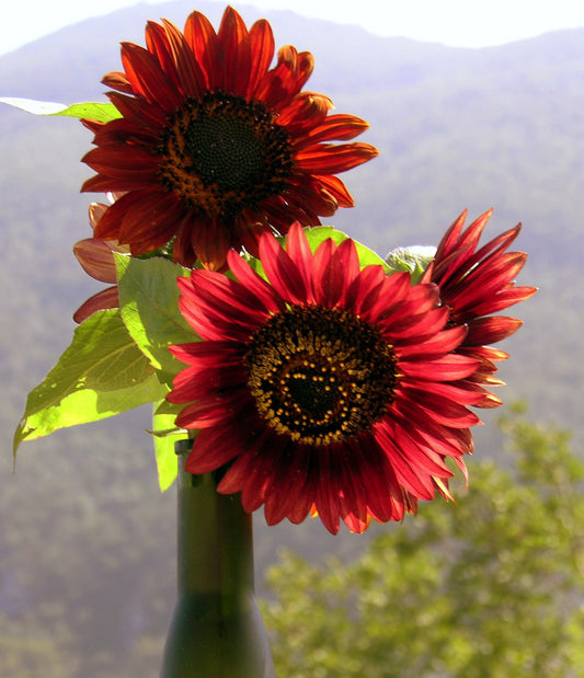 Seedeo® Sonnenblume Claret (Helianthus annuus) 20 Samen
