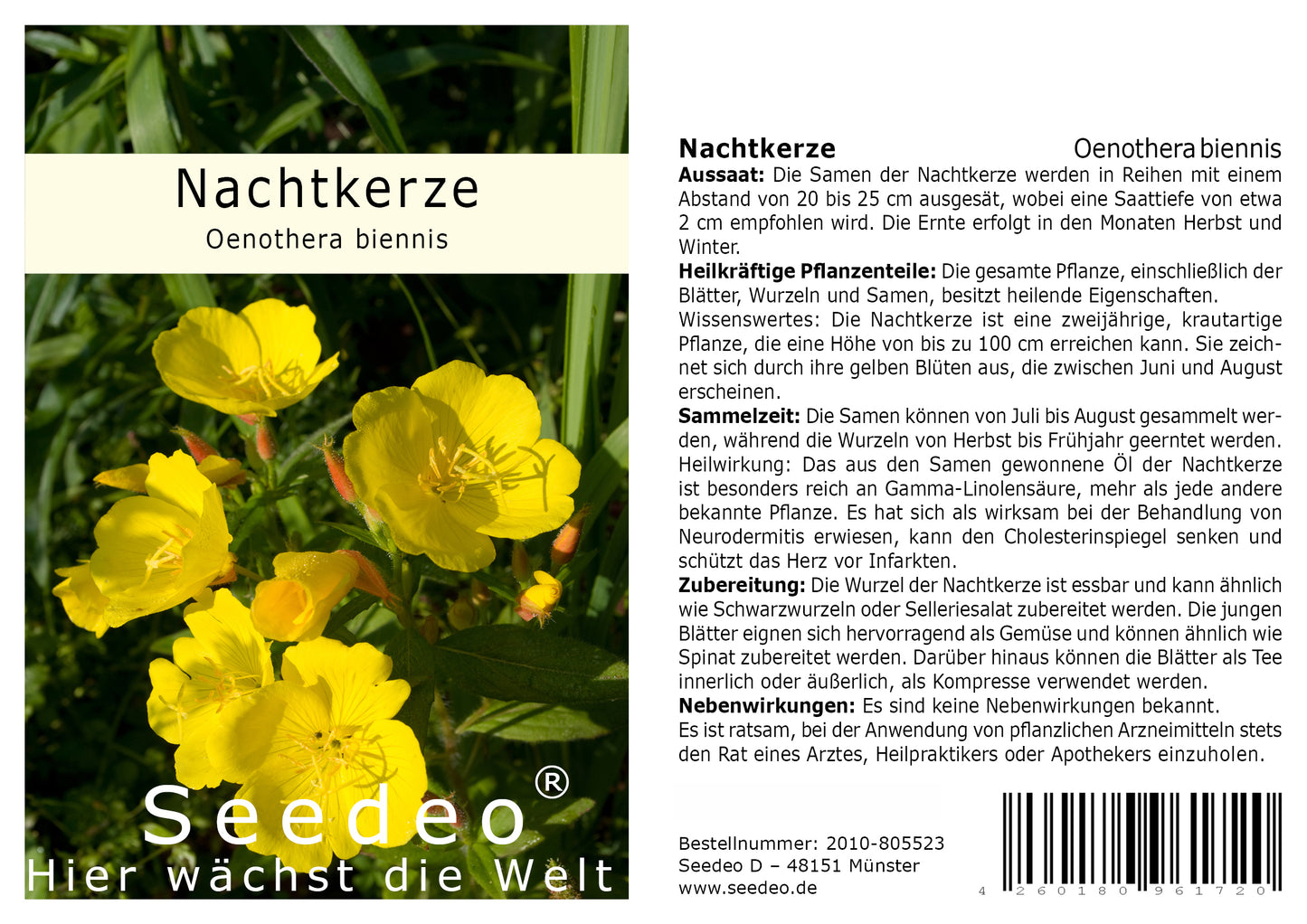 Seedeo® Nachtkerze (Oenothera biennis) 200 Samen – Ansicht 3