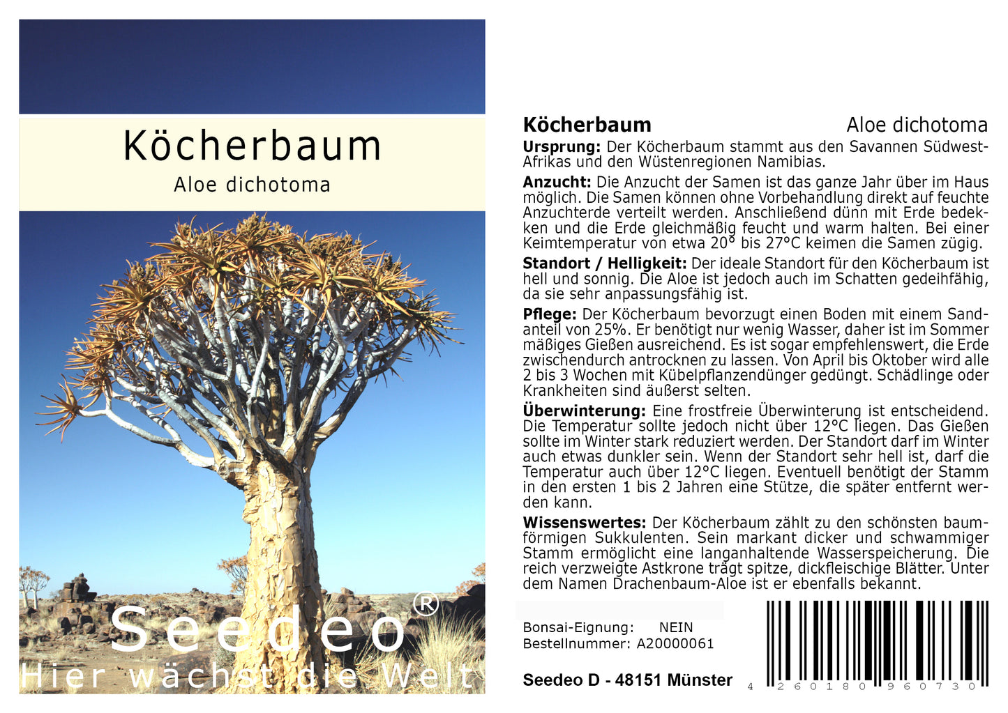 Seedeo® Köcherbaum (Aloe dichotoma) 10 Samen