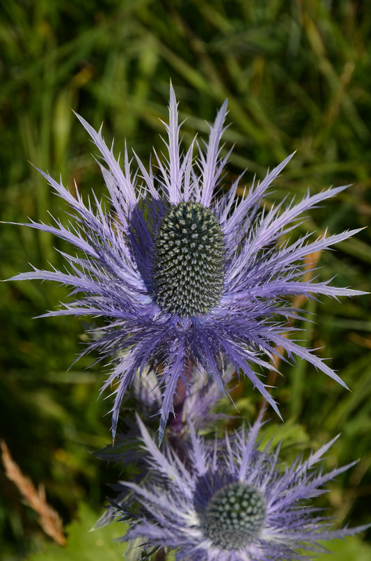 Seedeo® Alpendistel Superbum (Eryngium alpinum) 30 Samen