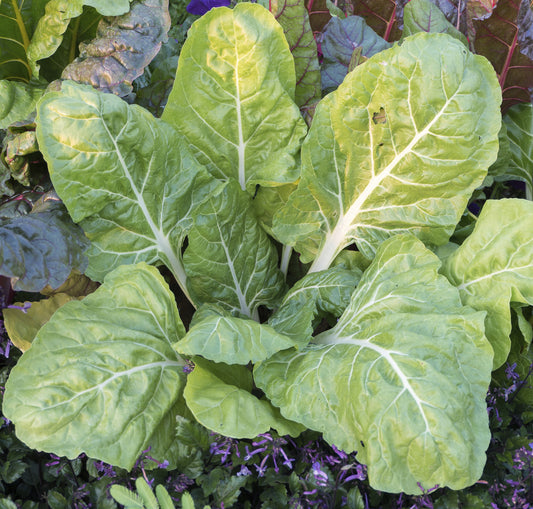 Seedeo® Mangold Walliser (Beta vulgaris) 50 Samen BIO