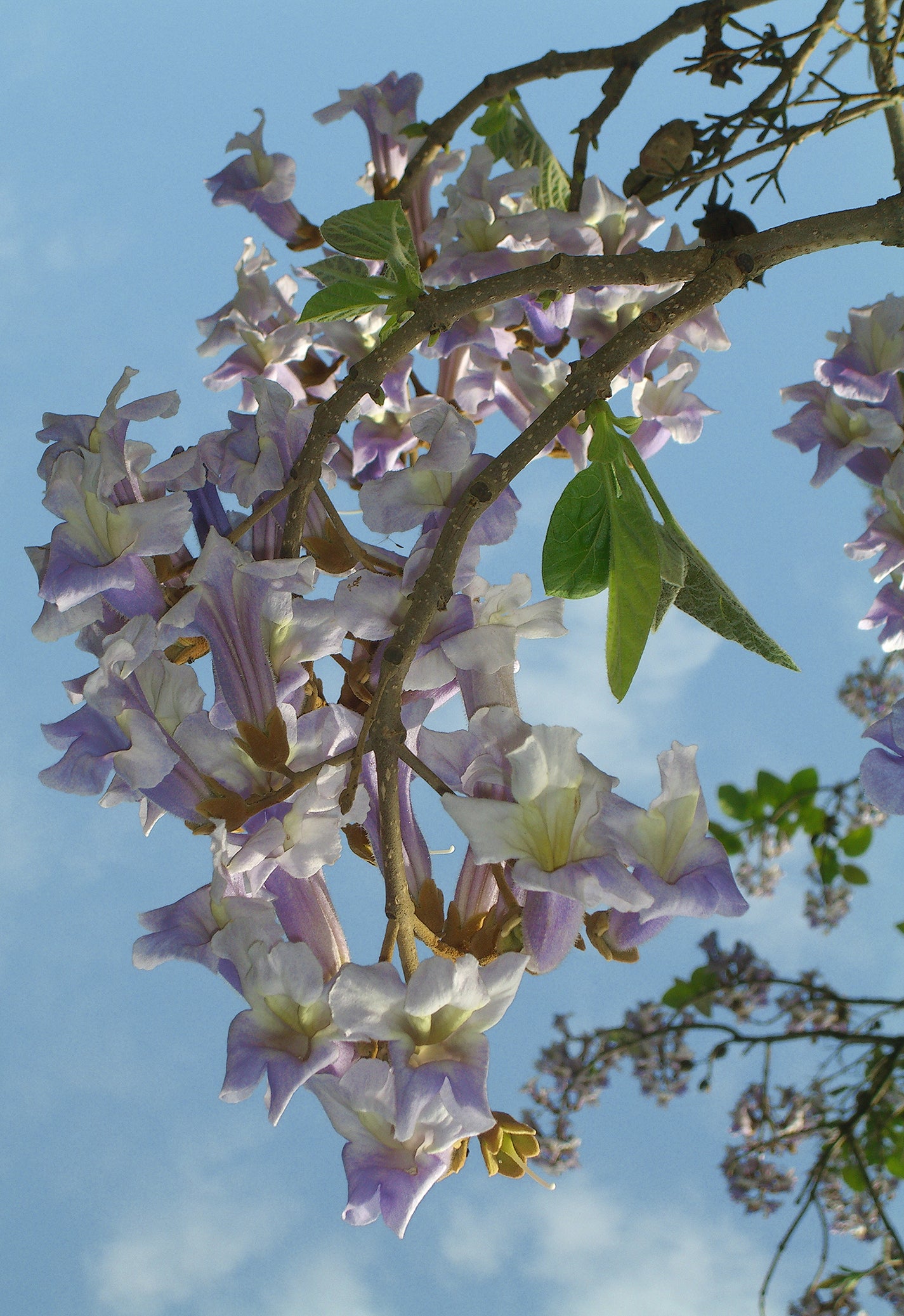 Seedeo® Blauglockenbaum - (Paulownia tomentosa) 200 Samen