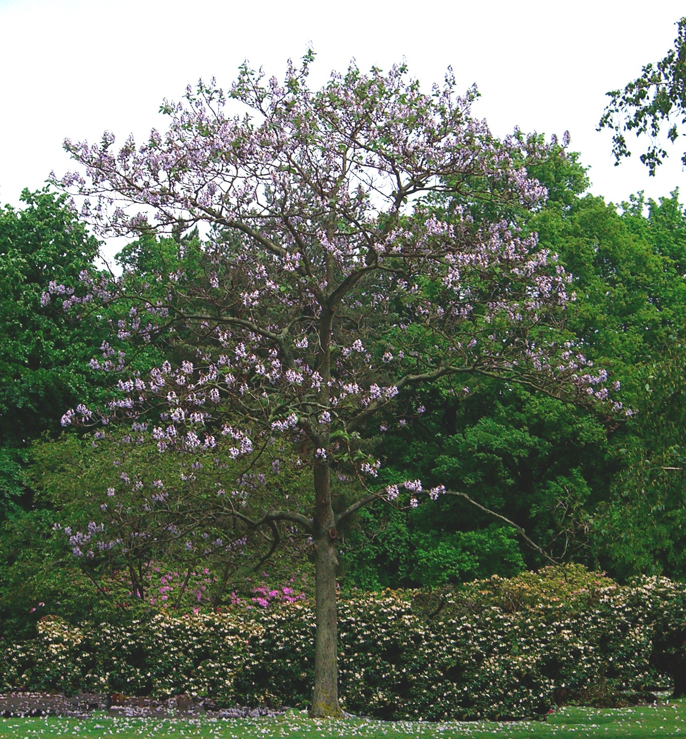 Seedeo® Blauglockenbaum - (Paulownia tomentosa) 200 Samen