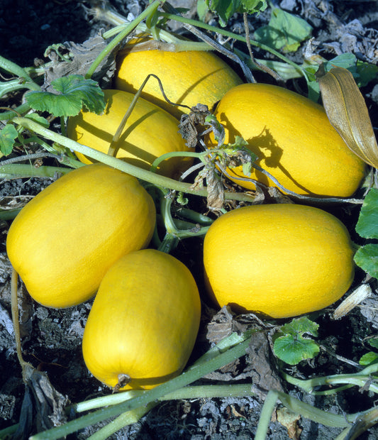 Seedeo® Spaghettikürbis (Cucurbita pepo) 10 Samen BIO