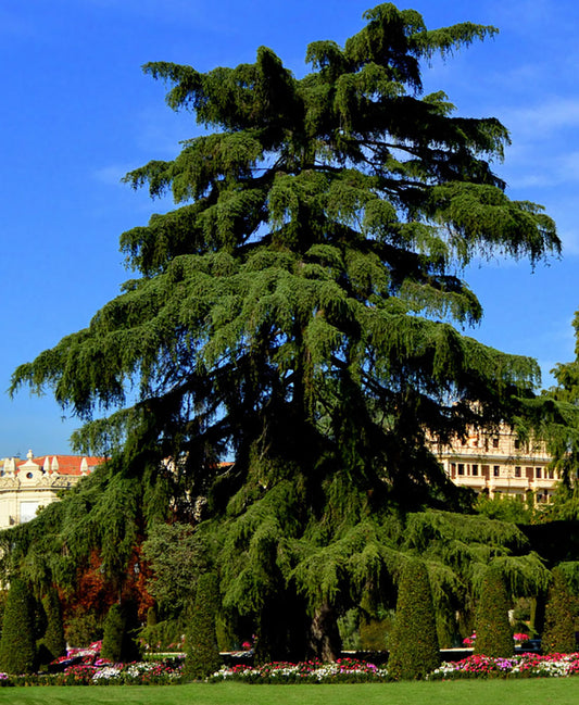 Seedeo® Himalaya Zeder (Cedrus deodara) 40 Samen