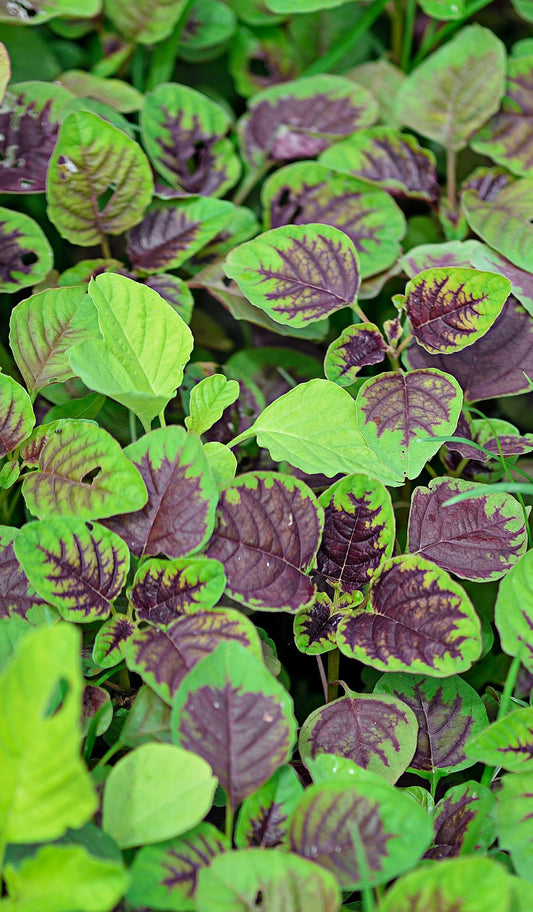 Seedeo® Chinesischer Spinat (Amaranthus tricolor) ca. 200 Samen BIO