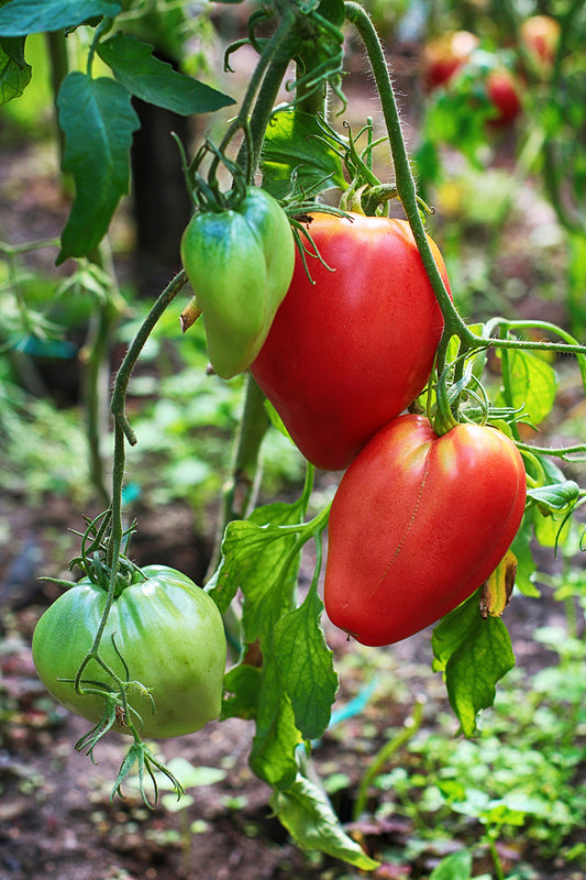 Seedeo® Tomate Ochsenherz (Cuor di bue) (Lycopersicum L.) 25 Samen BIO