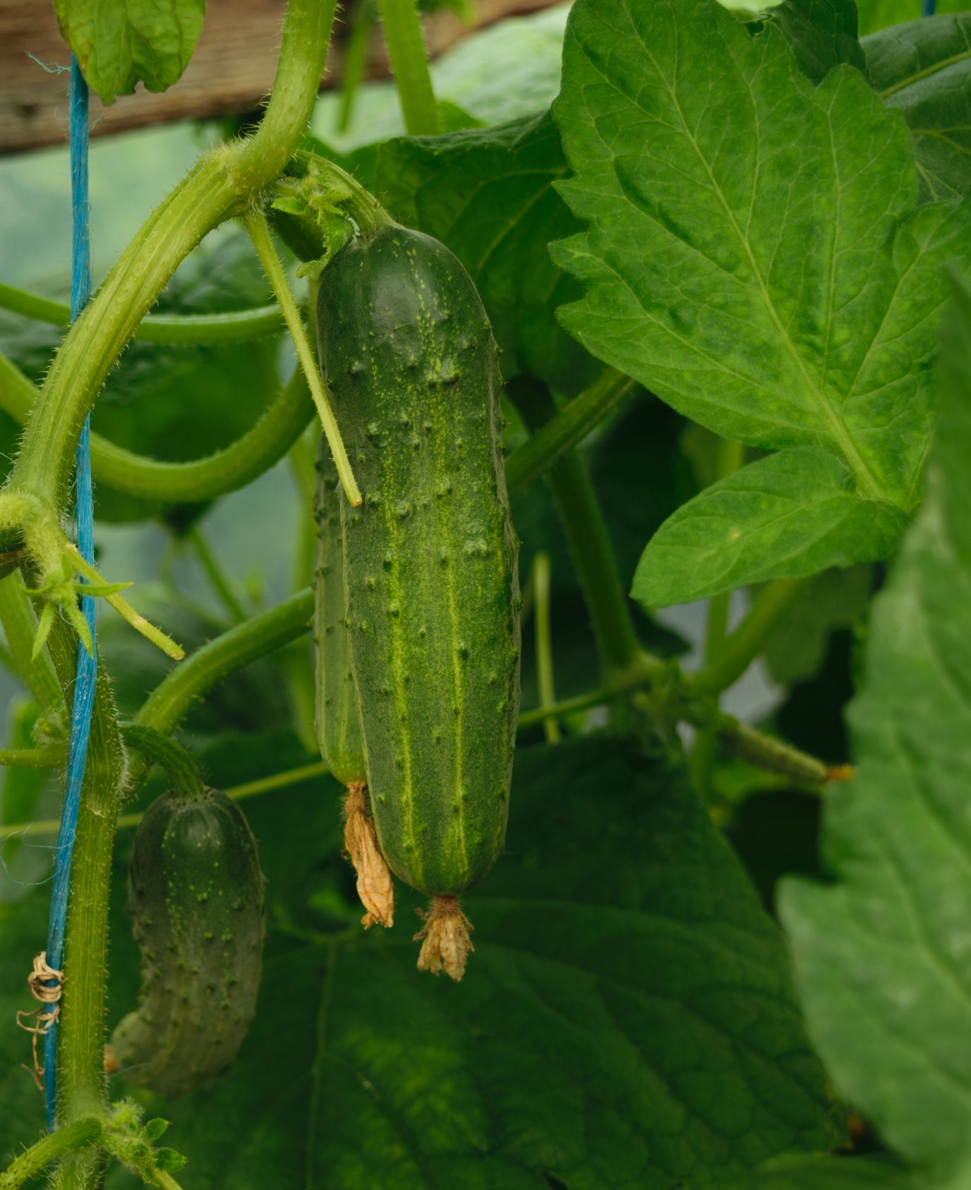 Seedeo® Einlegegurke / Gurke Vorgebirgstrauben (Cucumis sativus L.) ca. 30 Samen BIO