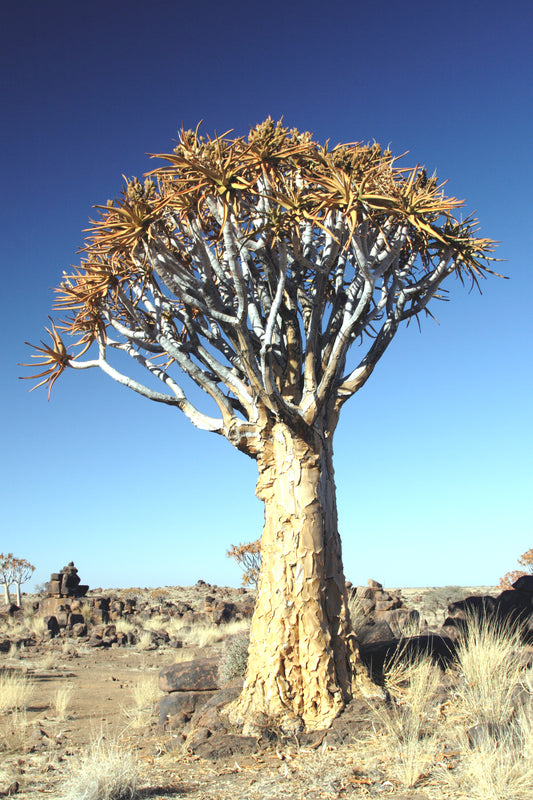 Seedeo® Köcherbaum (Aloe dichotoma) 10 Samen