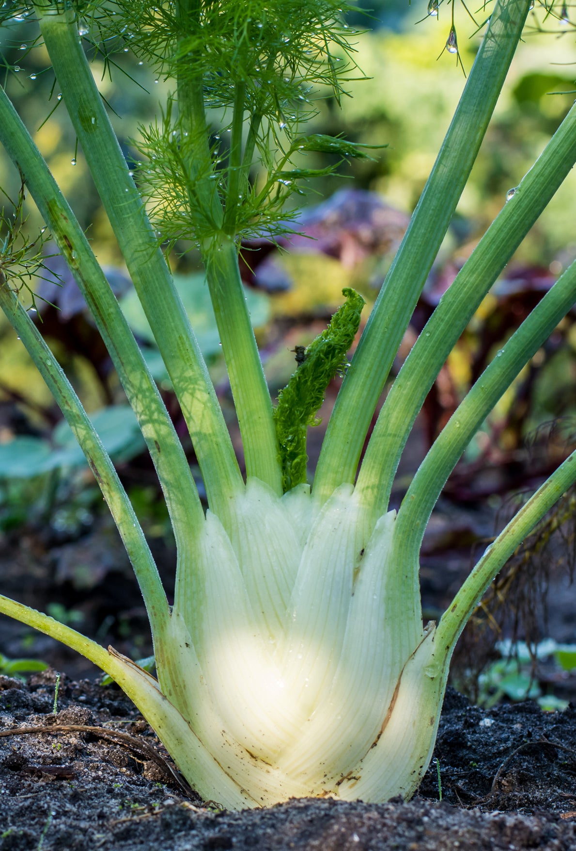 Seedeo® Knollenfenchel Fino (Foeniculum vulgare Mill.) 80 Samen BIO