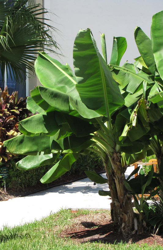 Seedeo® Große Schneebanane (Ensete glaucum syn. Ensete wilsonii) 10 Samen