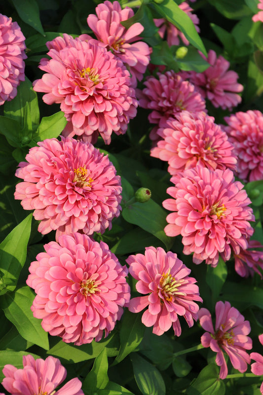 Seedeo® Zinnie Rose (Zinnia elegans) 50 Samen