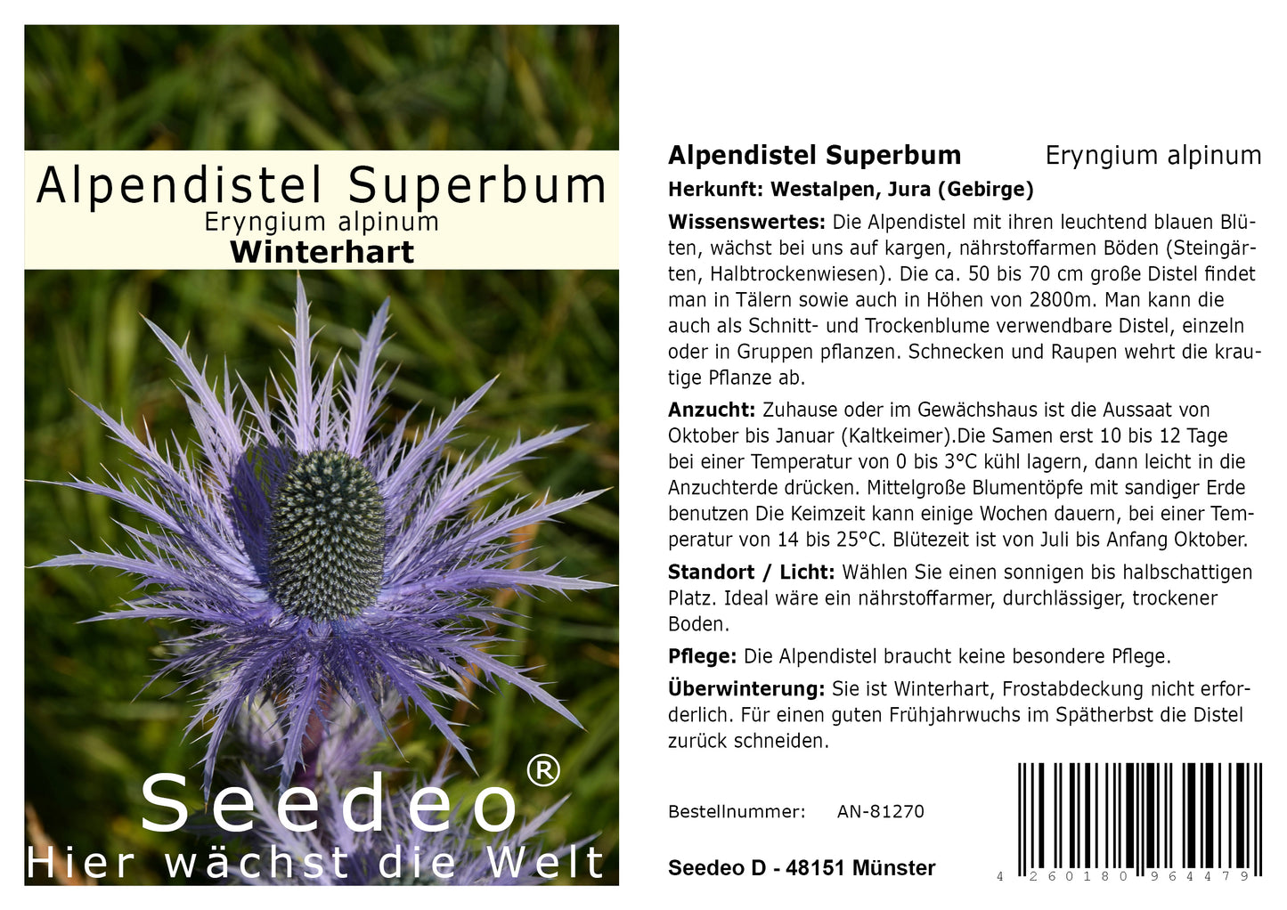 Seedeo® Alpendistel Superbum (Eryngium alpinum) 30 Samen