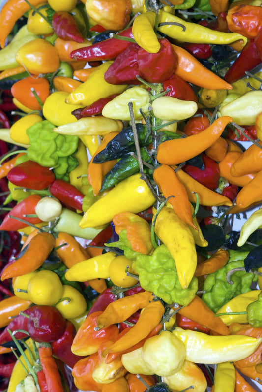 Seedeo® Chili - Mix (Capsicum annuum) 30 Samen BIO