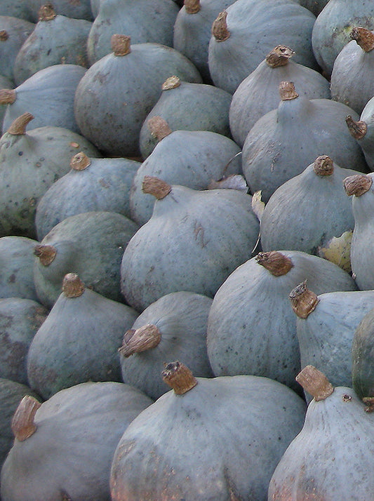 Seedeo® Kürbis Blue Ballet (Cucurbita maxima Duch.) 7 Samen BIO