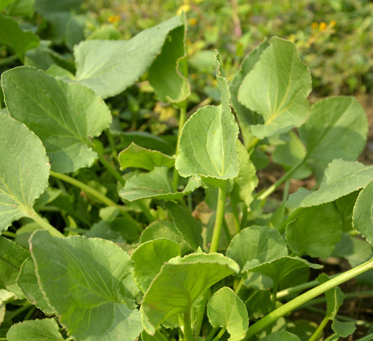 Seedeo® Arabischer Ampfer (Rumex vesicarius) 100 Samen BIO