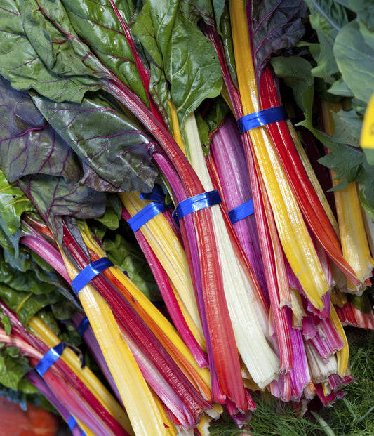 Seedeo® Mangold Tre Colori (Beta vulgaris L. var. vulgaris) 50 Samen BIO