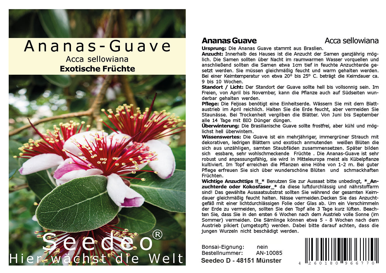 Seedeo® Ananas Guave (Acca sellowiana) 40 Samen