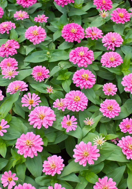 Seedeo® Zinnie Pink (Zinnia elegans) 50 Samen