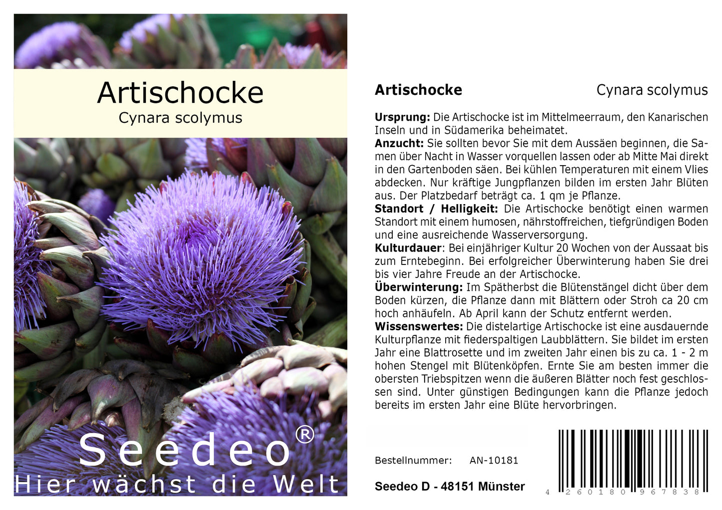 Seedeo® Artischocke (Cynara scolymus) 50 Samen