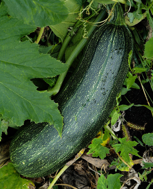 Seedeo® Zucchini Black Beauty (Cucurbita pepe) 10 Samen BIO