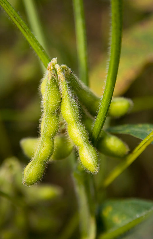 Seedeo® Sojabohne Green Shell ( Glycine max ) Edamame-Sorte 30 Samen BIO