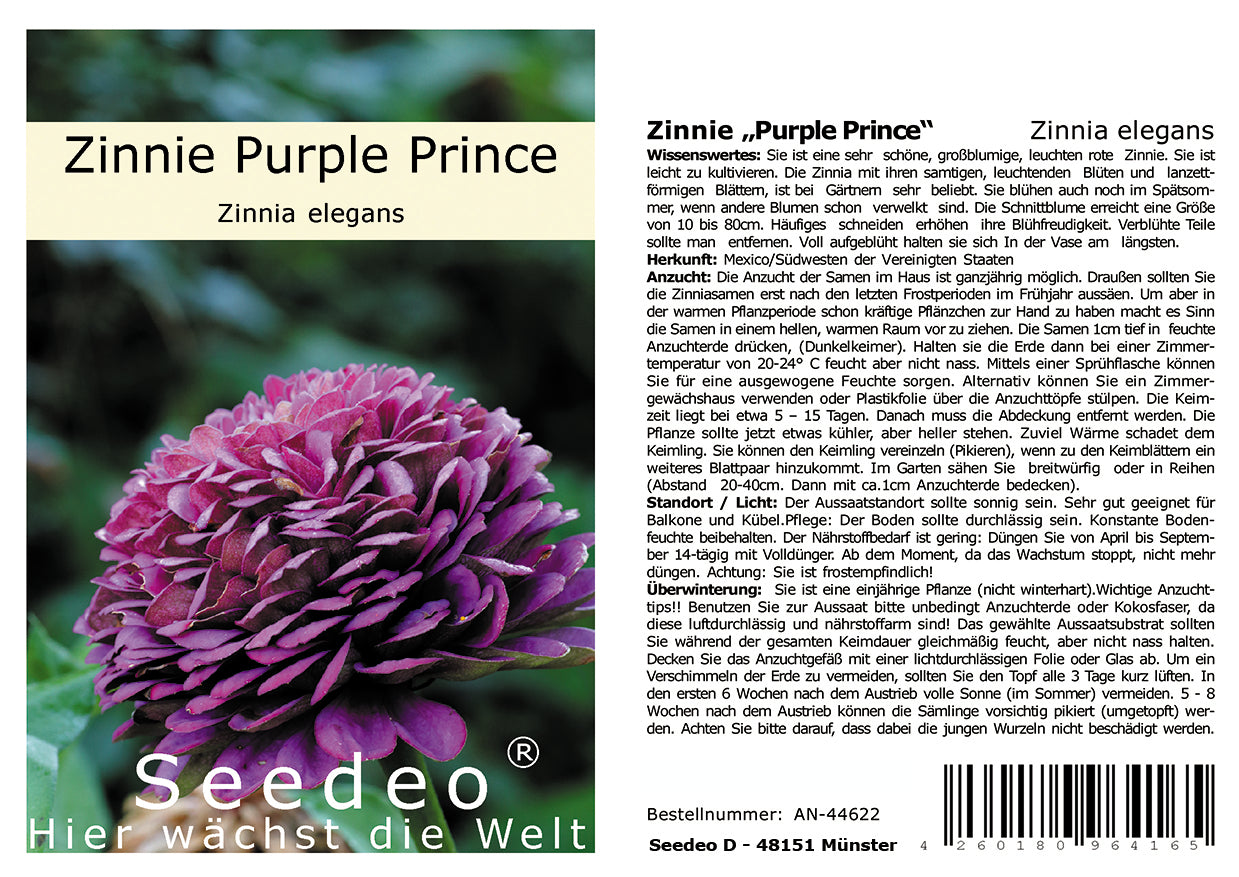 Seedeo® Zinnie „Purple Prince“ (Zinnia elegans) 50 Samen
